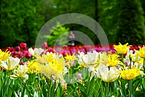 Beautiful orange and yellow tulip fields around in April