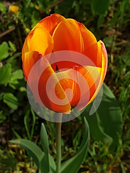 Beautiful orange and yellow tulip in the garden