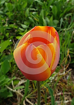 Beautiful orange and yellow tulip in the garden