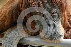 Beautiful orangutan looking into the camera