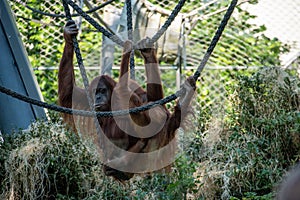 Beautiful Orangutans in a zoo in Germany