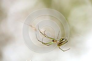 Beautiful orchad garden spider in his web