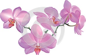 Bellissimo orchidea 