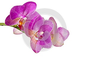 Beautiful orchid