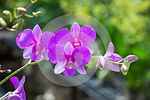 Beautiful Orchid