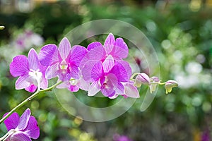 Beautiful Orchid