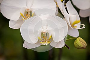 Beautiful Orchid