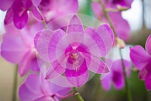 Beautiful Orchid