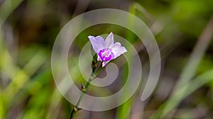 A beautiful orchid is blooming with blur green background