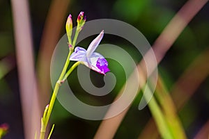 A beautiful orchid is blooming with blur green background