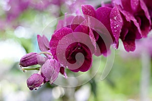 Beautiful orchid on blurred background.