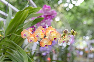 Beautiful orchid on blurred background ,selective focus.