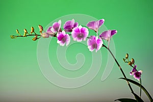 Beautiful orchid bouquet on green background.