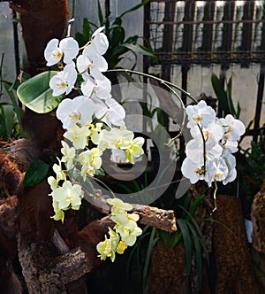 Beautiful orchid branch on abstract blurred background photo