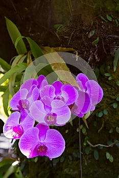 Beautiful orchid branch