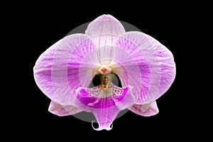 Beautiful orchid on dark background