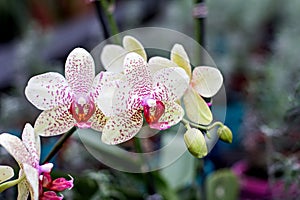 Beautiful Orchid Flower. Beautiful purple and yellow orchid flower