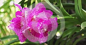Beautiful orchid flower blooming at rainy season. Vanda Orchidaceae. 4K