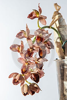 Beautiful orchid flower. Catasetum tupa variety. Branch peduncle with buds. A rare species of spotted orchid. Brown red