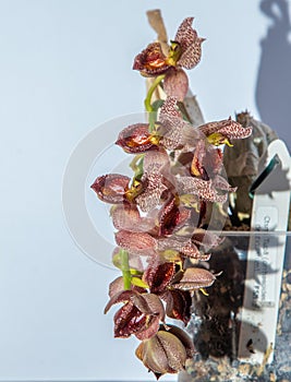 Beautiful orchid flower. Catasetum tupa variety. Branch peduncle with buds. A rare species of spotted orchid. Brown red