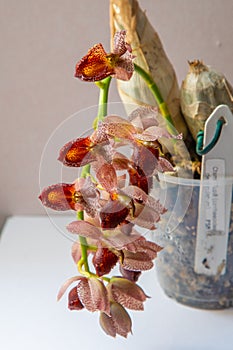 Beautiful orchid flower. Catasetum tupa variety. Branch peduncle with buds. A rare species of spotted orchid. Brown red