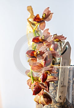 Beautiful orchid flower. Catasetum tupa variety. Branch peduncle with buds. A rare species of spotted orchid. Brown red