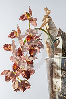 Beautiful orchid flower. Catasetum tupa variety. Branch peduncle with buds. A rare species of spotted orchid. Brown red