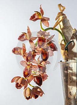 Beautiful orchid flower. Catasetum tupa variety. Branch peduncle with buds. A rare species of spotted orchid. Brown red