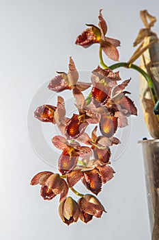 Beautiful orchid flower. Catasetum tupa variety. Branch peduncle with buds. A rare species of spotted orchid. Brown red