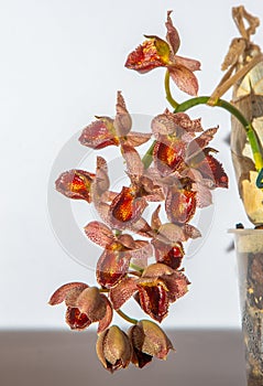 Beautiful orchid flower. Catasetum tupa variety. Branch peduncle with buds. A rare species of spotted orchid. Brown red