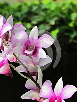 Beautiful orchid flower that enchants the garden. photo