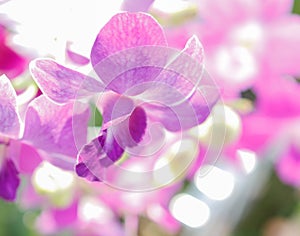 Beautiful orchid flower in garden