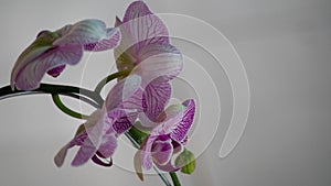 Beautiful orchid flower in garden with buds