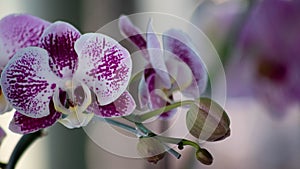 Beautiful orchid flower in garden with buds