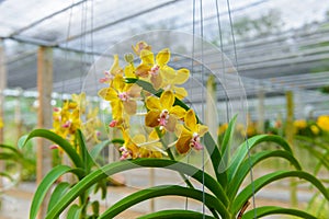 Beautiful orchid flower and green leaves background in nursery farm