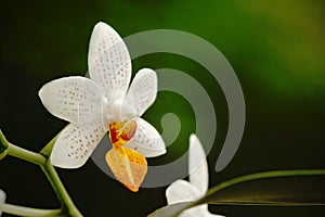 Beautiful orchid flower grow in tropical garden with natural background, wallpaper natural closeup macro, postcard beauty and