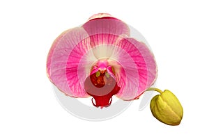 Beautiful orchid flower with isolated on white background and natural background. Bouquet of pink and white. Clipping path