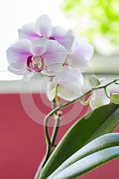 Beautiful orchid flower with natural background.