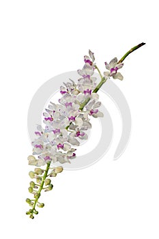 Beautiful orchid flower on natural background.  Bouquet of purple and white. Beautiful flower garden.