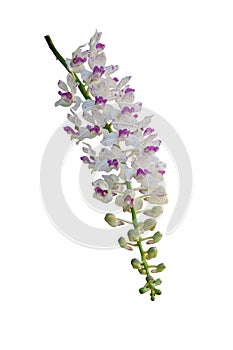 Beautiful orchid flower on natural background.  Bouquet of purple and white. Beautiful flower garden.