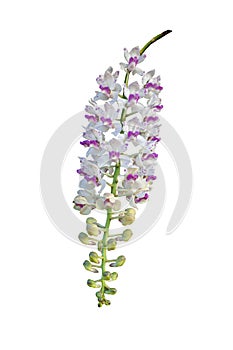 Beautiful orchid flower on natural background.  Bouquet of purple and white. Beautiful flower garden.