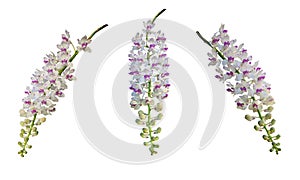 Beautiful orchid flower on natural background.  Bouquet of purple and white. Beautiful flower garden.