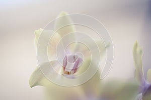 Beautiful orchid flower - natural beauty concept. Botanical macro photofraphy