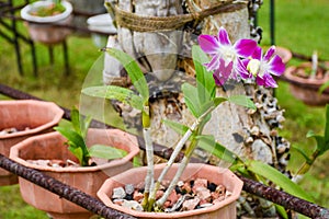 Beautiful orchid flower in the pot