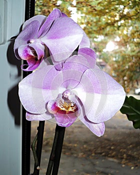 beautiful orchid flower stands on window