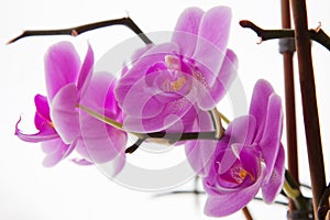 Beautiful orchid flowers.