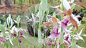 Beautiful Orchid flowers blooming or Phaius tankervilleae Blume