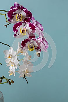 Beautiful orchid flowers. Blooming Phalaenopsis orchids on blue background