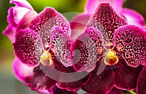 Beautiful orchid flowers close up macro, large pink petals with white dots