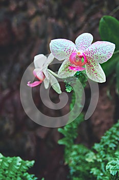 Beautiful Orchid Flowers on dark stone wall background. Bright white with pink speckles flowers. For poster, cover.